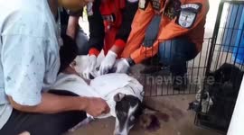 Hapless pet dog rescued after being caught in snare traps in Thailand