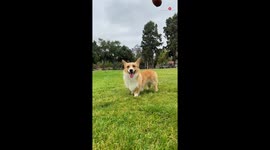 Say NO to 'What the dog doing?' and YES to 'How the dog doing?'