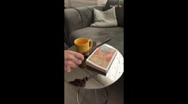Chef astounds viewers by slicing a cushion and revealing it to be a CAKE!