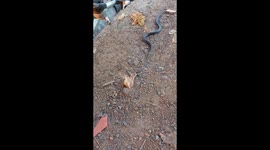 Snake move on the roadside and two guys are enjoying the snake move
