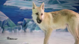 World's first cloned Arctic wolf revealed in northern China