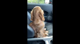 PRETTY cocker spaniel gives her owner the look of LOVE