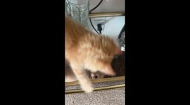 Cat has 'understandable' reaction to seeing his reflection in the mirror