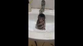 Cute baby monkey takes a dip in the sink