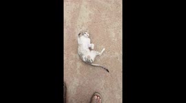 Cute mom cat playing on floor in India , funny cat play , animal life
