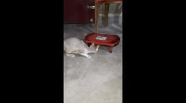 Cute cat playing on small stool in India , Cute  Cat Plays on a stool