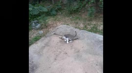 cat play stick , Cute cat playing with stick on outdoor , Animal life