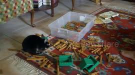 Rabbit throws toys around