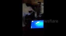 Cat plays fishing game