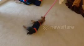 Dog bites leash