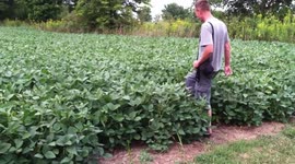 Dog jumps through field of plants