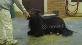Man gets Pony to do tricks