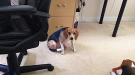 Dog scratches itself on the floor