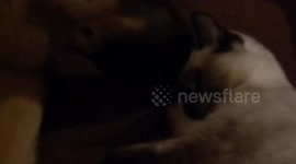 Dog licks cat