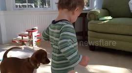 Puppy takes toy from toddler