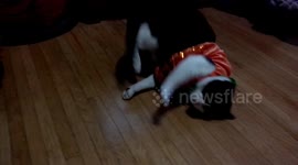 Cat flops on side