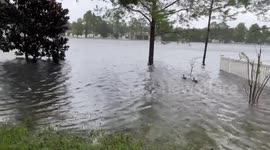 Ducking the storm: Family of DUCKS hang out in flooded yard in Orlando, Florida after Hurricane Ian