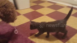 Kitten plays with string in dog's mouth