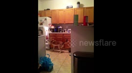 Clever dog opens refrigerator, takes some food and walks off