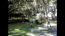 Rooster chases boy