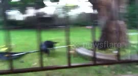 Dog searches for cat