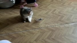 Cat and Bird chase laser pointer