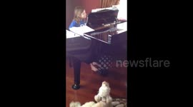 Piano duo: labradoodle howls along with player and tilts its head upwards