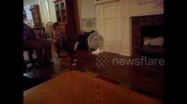 Toddler chases laser pointer