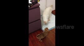 Puppy's adorable interaction with much large but very curious cat