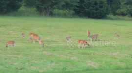 Unbothered Deer