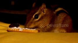 Chipmunk feast