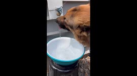 Drinking water from tap after playing fetch