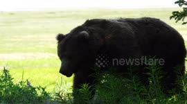 Giant Alaska  brown bear scratches back on tree, 4k, Lake Clark National Park, Alaska