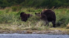 Bear cubs anxiously watch as their mother charges at male grizzly in Alaska