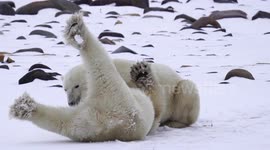 Polar bear manages to get rival in headlock during intense brawl in Canada