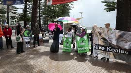 National Save The Koala Day Rally in Manly, Sydney, Australia