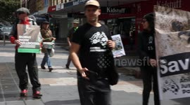 National Save The Koala Day Rally in Manly, Sydney, Australia
