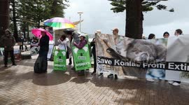 Dozens gather for Save the Koala Day rally in Sydney