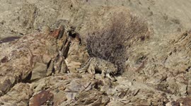 Footage of wild snow leopard- mother and 2 cubs, playing in Hemis National Park, India