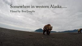 A grizzly cub slaps a go pro camera. Alaska