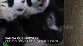 Super cute baby pandas in breeding center in China.