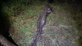 Massive 17ft long python caught after eating family's pet dog