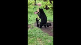 Mama bear and hungry cubs stand on hind legs to steal food from bird feeder