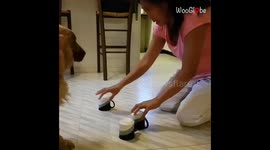 Smart dog picks the right cup during three-cup shuffling trick