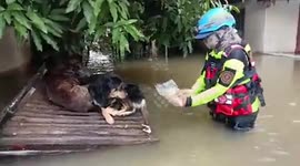 Rescue teams feed dogs stranded in Typhoon Noru floods in Thailand