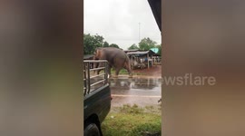 Wild elephant roams outside villager's house in Thailand