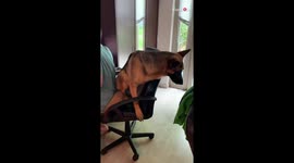 Working from home is awesome they said, you can spend more time with your dog they said