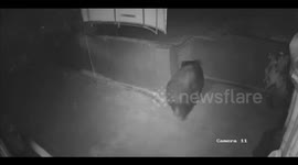 Bear breaks into chocolate factory and tucks into sweet treats in India