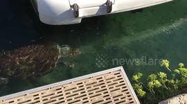 Giant sea turtle swims into harbour near boats in Chania, Greece