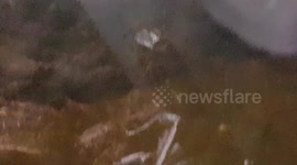 Malaysian forest scorpion which is black and make great pets to have
